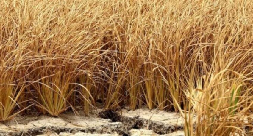 Crop damage due to dry spell exceeds 60,000 acres